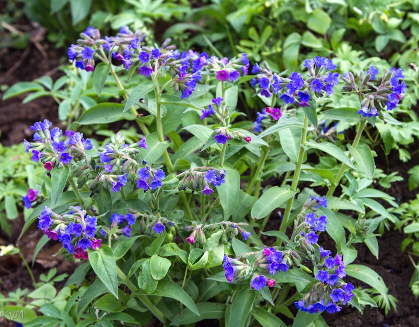 Image of Pulmonaria mollis specimen.