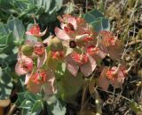 Euphorbia myrsinites. Соцветие с завязавшимися плодами. Крым, Карадаг, подножье горы Карагач. 7 мая 2012 г.