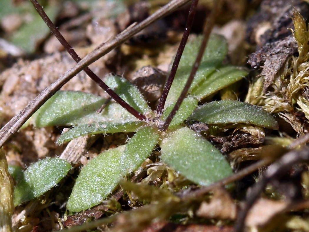 Image of Erophila verna specimen.