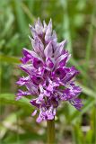 Orchis militaris. Соцветие. Ленинградская обл., Ломоносовский р-н, долина р. Шингарка, влажный луг. 03.06.2012.