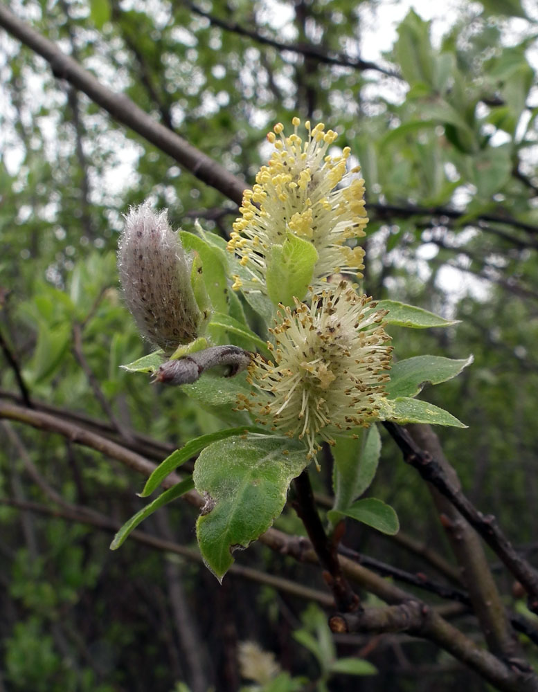 Изображение особи Salix caprea.