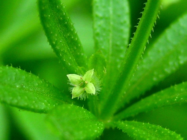 Изображение особи Galium vaillantii.