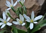 Ornithogalum montanum