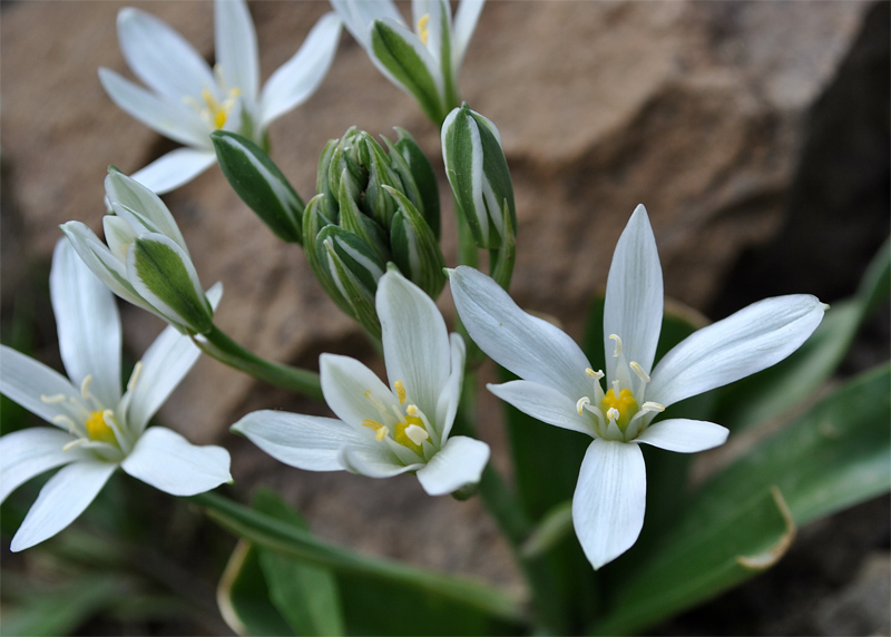 Изображение особи Ornithogalum montanum.