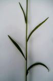 Campanula persicifolia