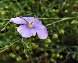 Linum macrorhizum