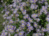 Aster amellus