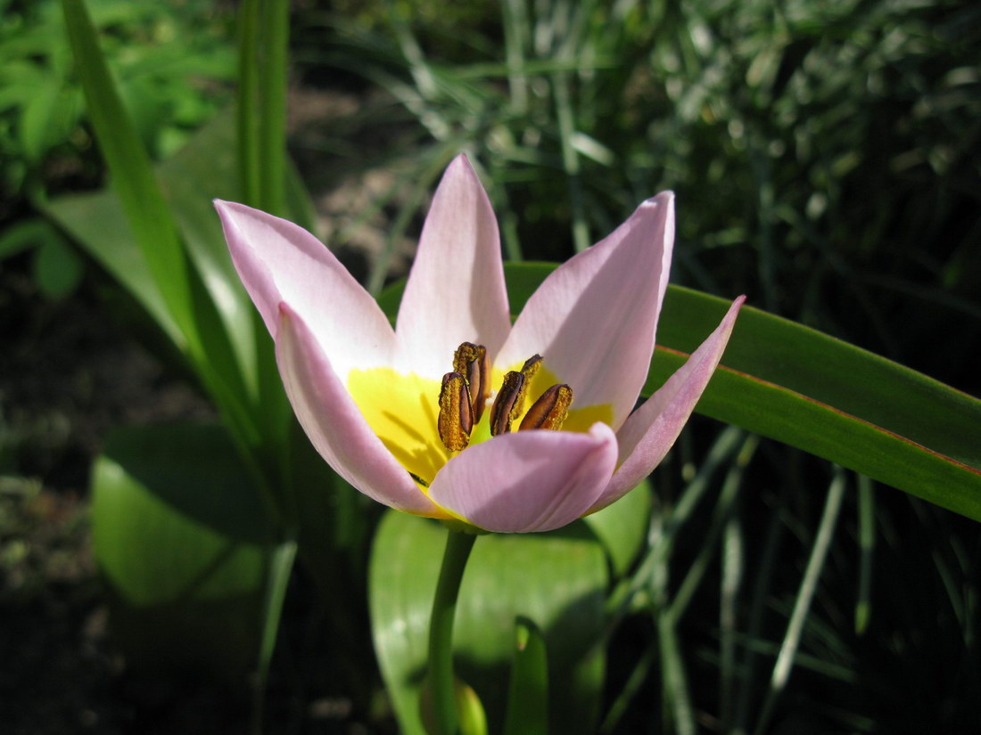 Изображение особи Tulipa saxatilis.