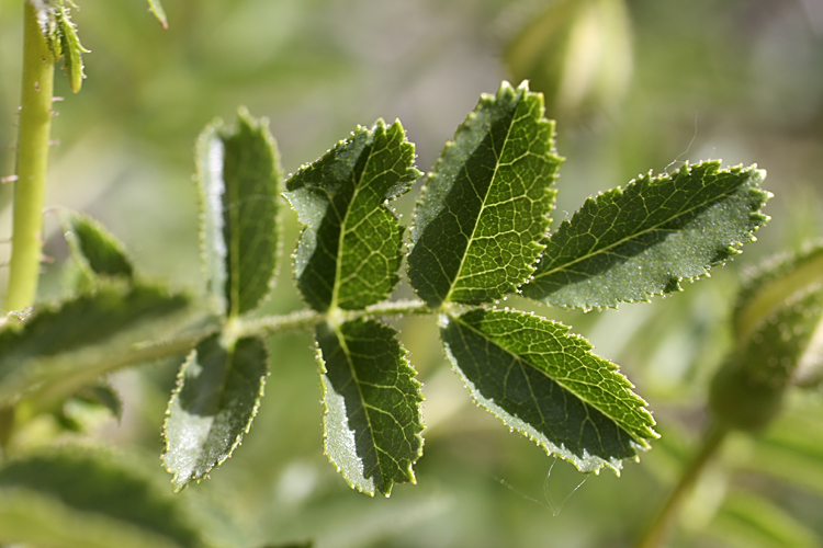 Image of Rosa kokanica specimen.