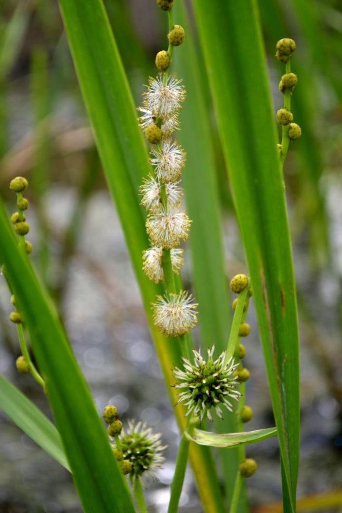 Изображение особи Sparganium erectum.