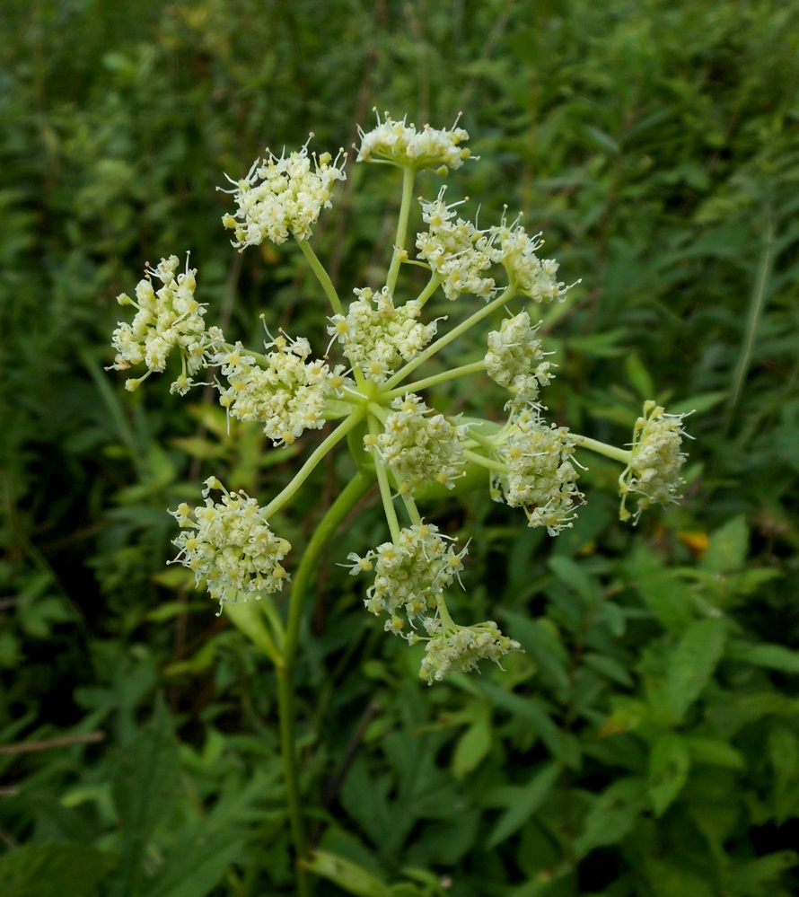 Image of Angelica decursiva specimen.