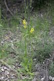 Verbascum blattaria