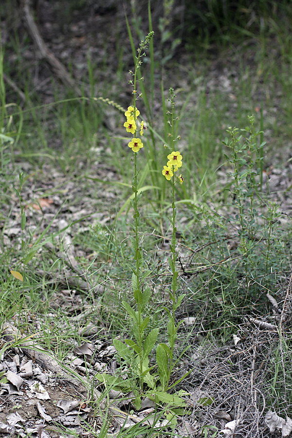 Изображение особи Verbascum blattaria.