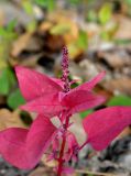 Lipandra polysperma