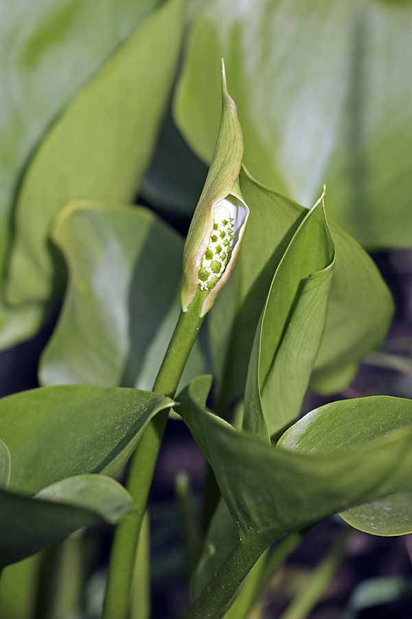 Image of Calla palustris specimen.