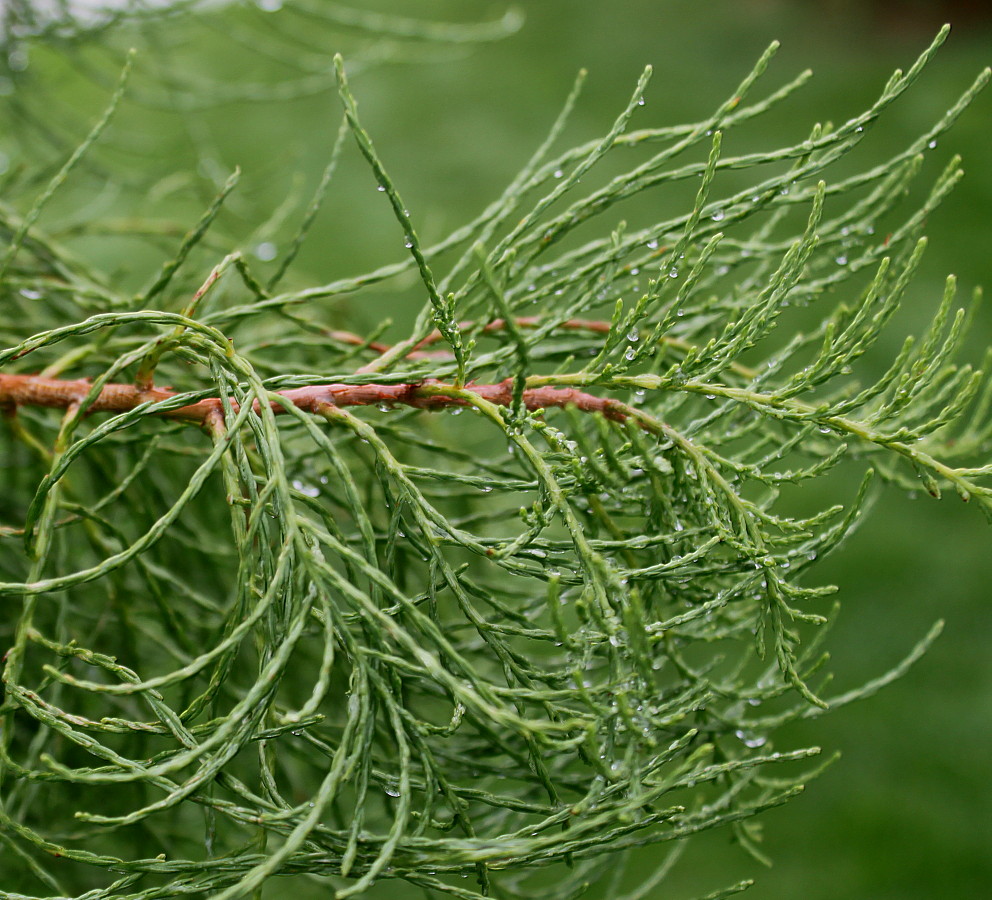 Изображение особи Taxodium distichum var. imbricatum.