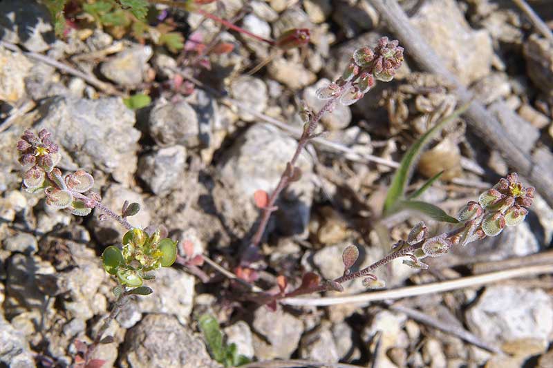 Image of Clypeola jonthlaspi specimen.