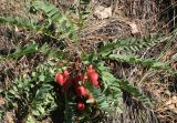 Astragalus wolgensis