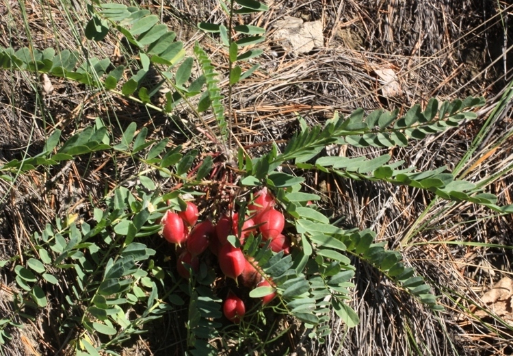 Изображение особи Astragalus wolgensis.