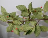 Cotoneaster bullatus