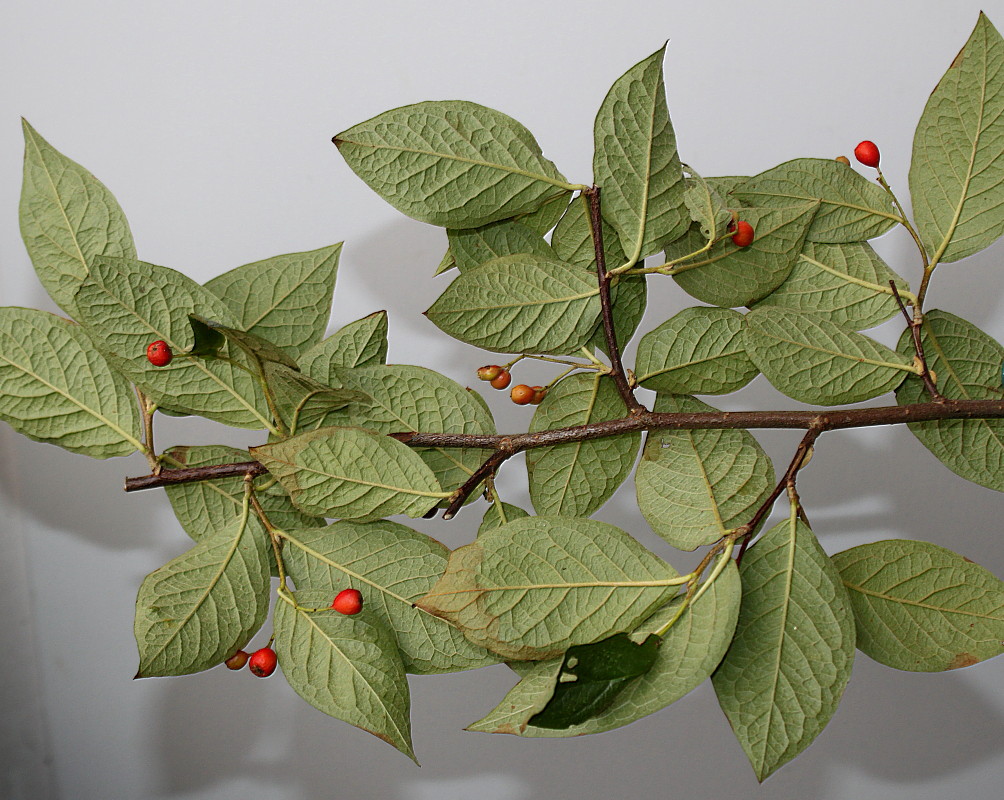 Image of Cotoneaster bullatus specimen.