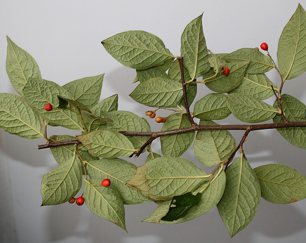 Изображение особи Cotoneaster bullatus.