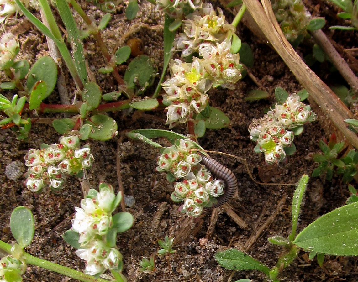 Image of Paronychia argentea specimen.