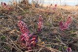 Petasites hybridus. Цветущие растения. Санкт-Петербург, Петергоф, парк \"Александрия\", берег Финского залива. 24.04.2011.