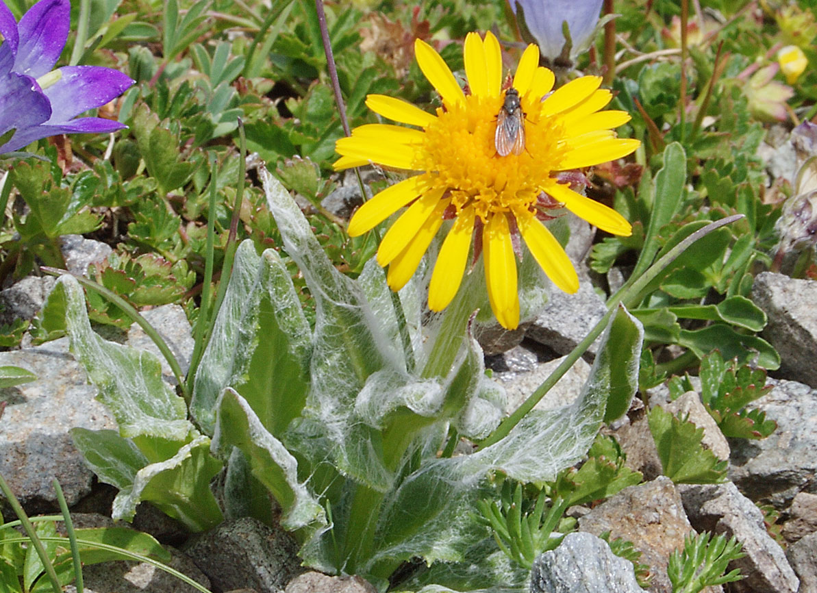 Image of Tephroseris karjaginii specimen.