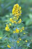 Lysimachia vulgaris. Верхушка цветущего растения. Ленинградская обл., Кингисеппский р-н, Кургальский п-ов, окр. дер. Тисколово. 11.07.2011.