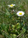 Bellis perennis. Цветущие растения. Польша, Мазовецкое воеводство, Миньский повят, гмина Миньск-Мазовецки, окр. дер. Стоядла, газон. 05.07.2012.