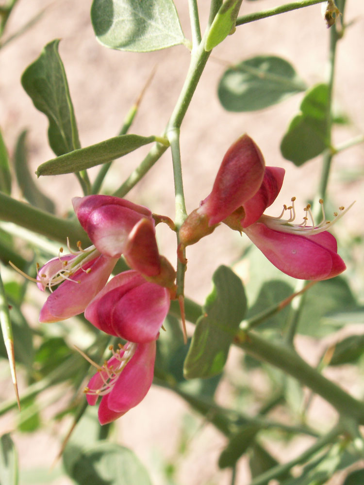 Изображение особи Alhagi sparsifolia.