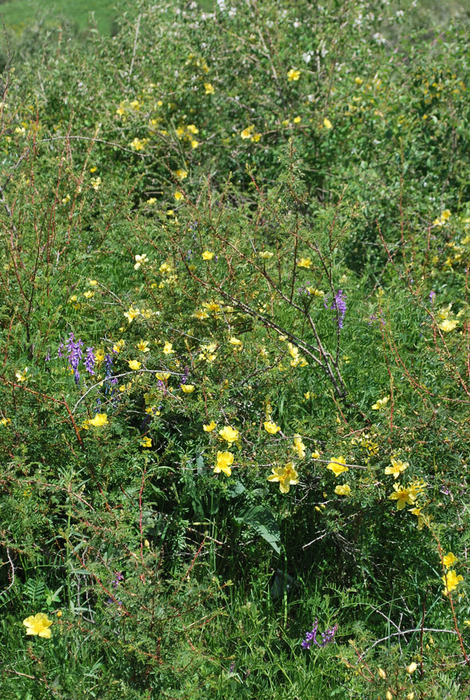 Image of Rosa kokanica specimen.