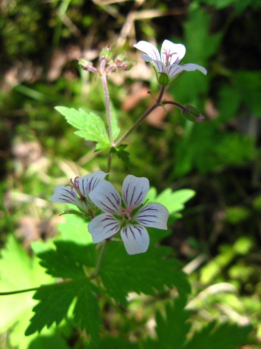 Image of Geranium krylovii specimen.