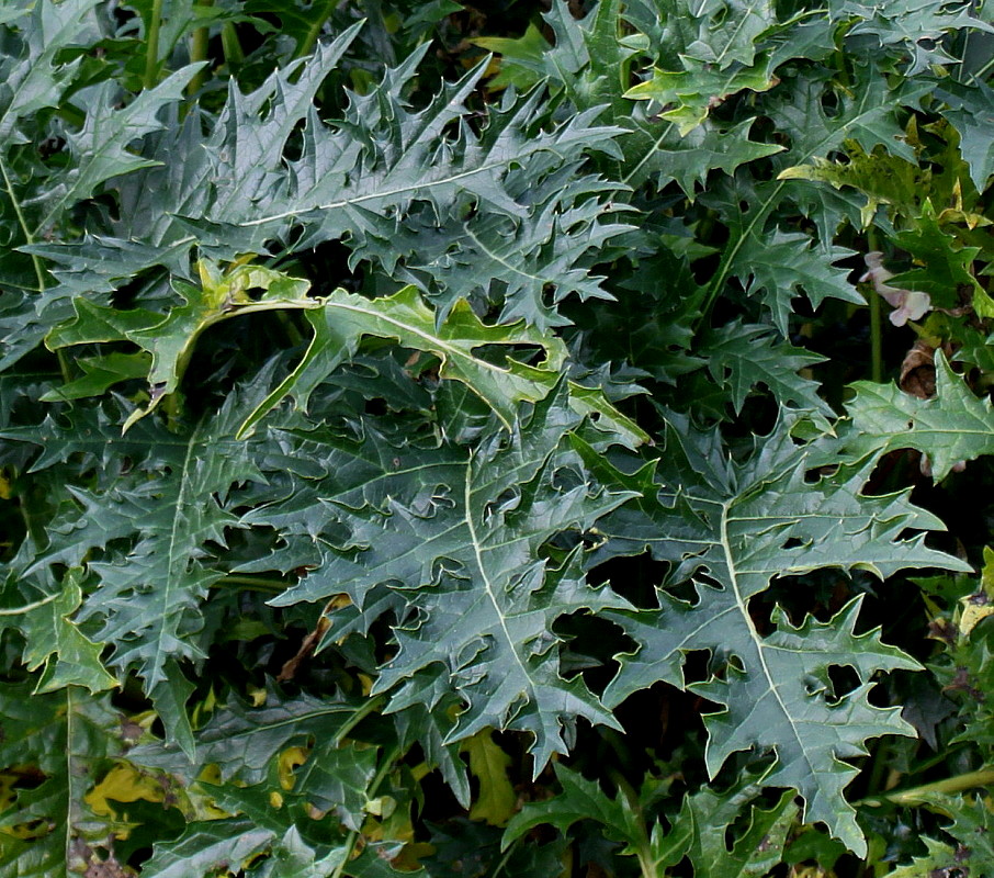 Image of Acanthus spinosus specimen.