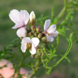 Erucaria microcarpa