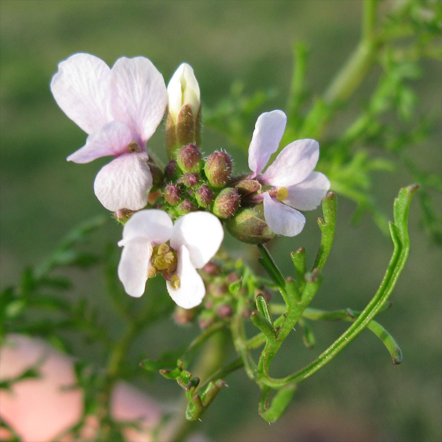 Изображение особи Erucaria microcarpa.