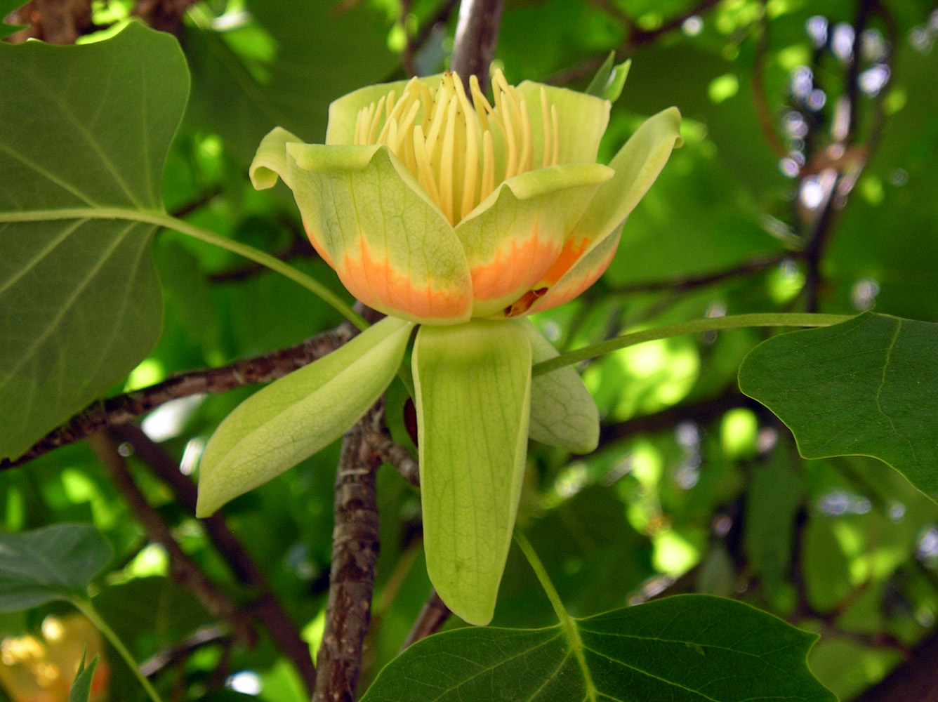 Изображение особи Liriodendron tulipifera.