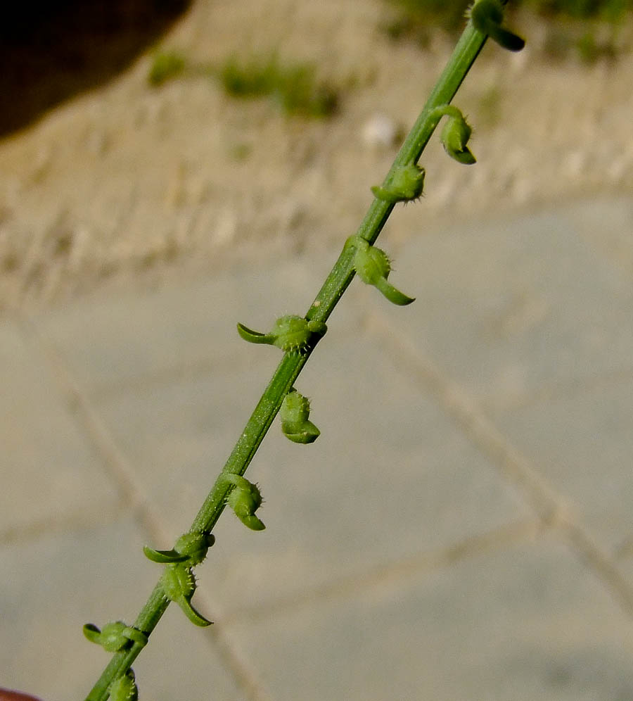 Изображение особи Carrichtera annua.