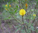 Chamaecytisus borysthenicus