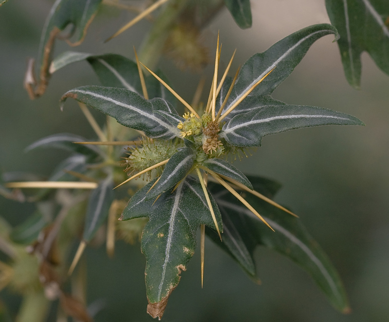 Image of Xanthium spinosum specimen.