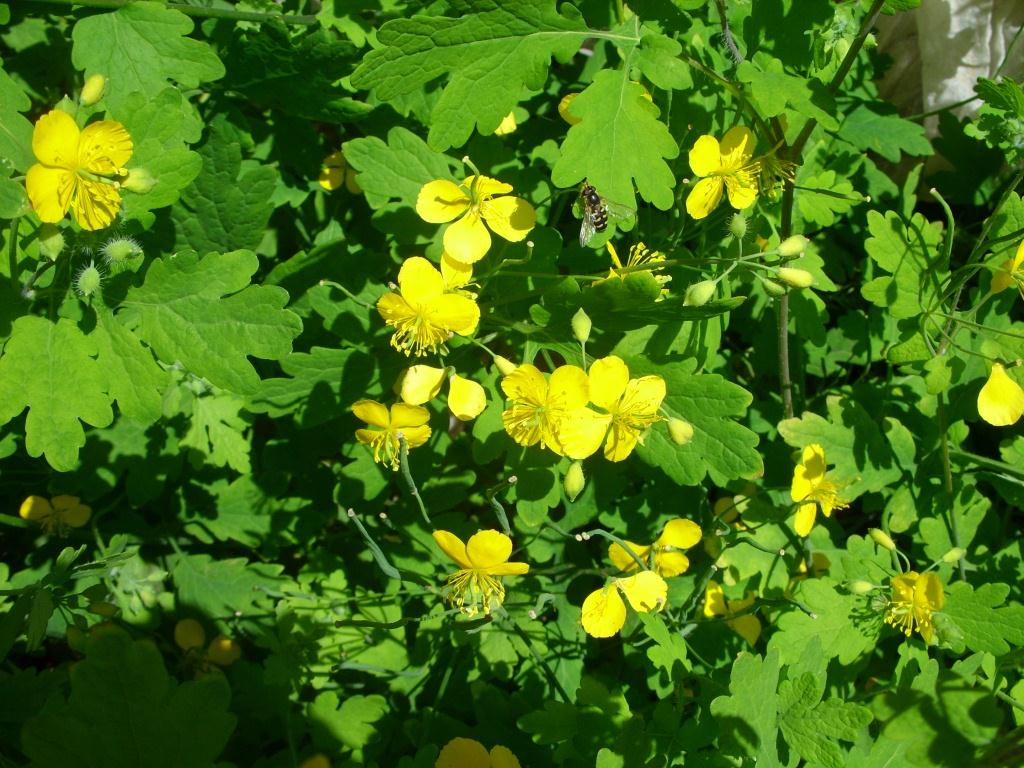 Изображение особи Chelidonium asiaticum.