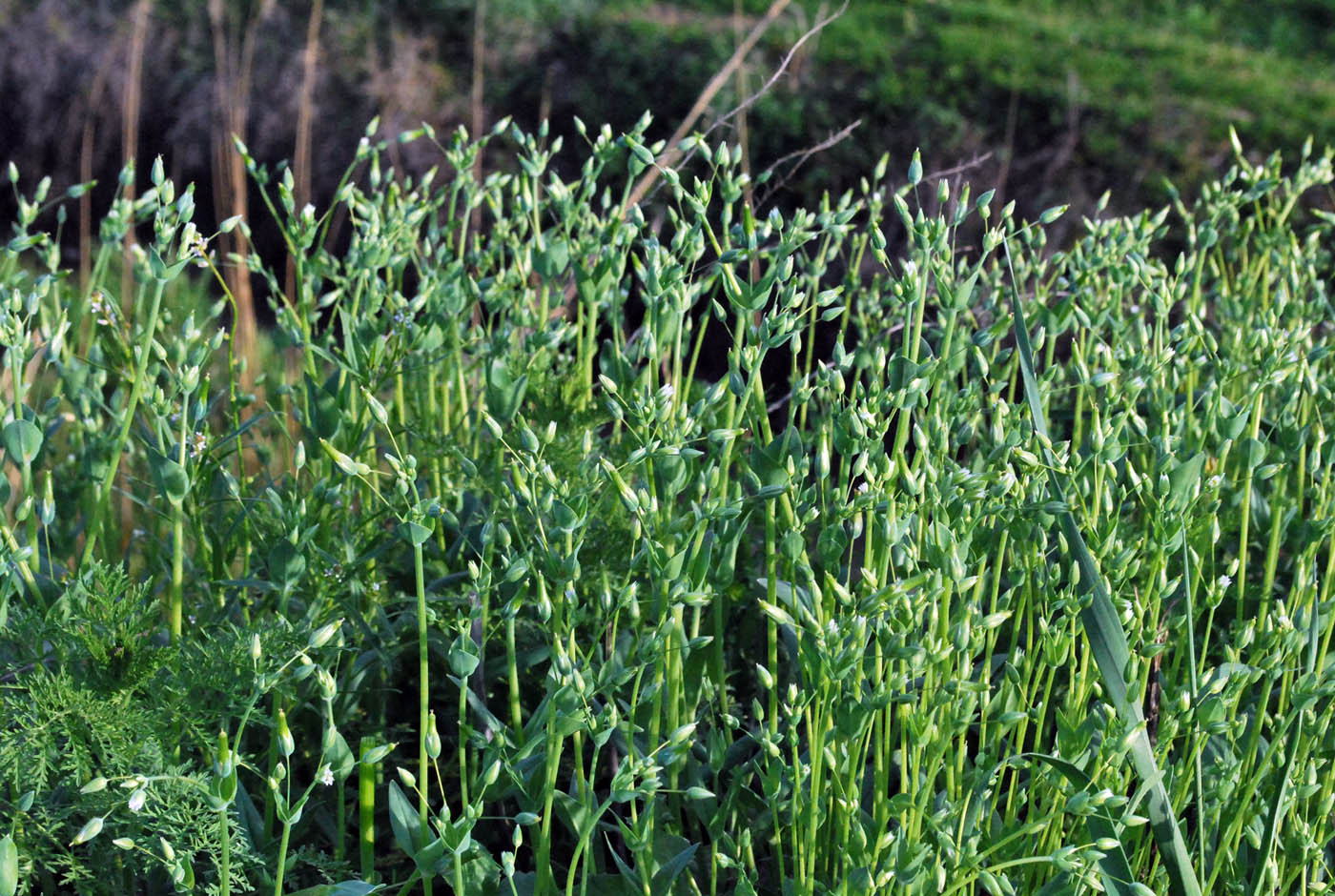 Image of Cerastium perfoliatum specimen.