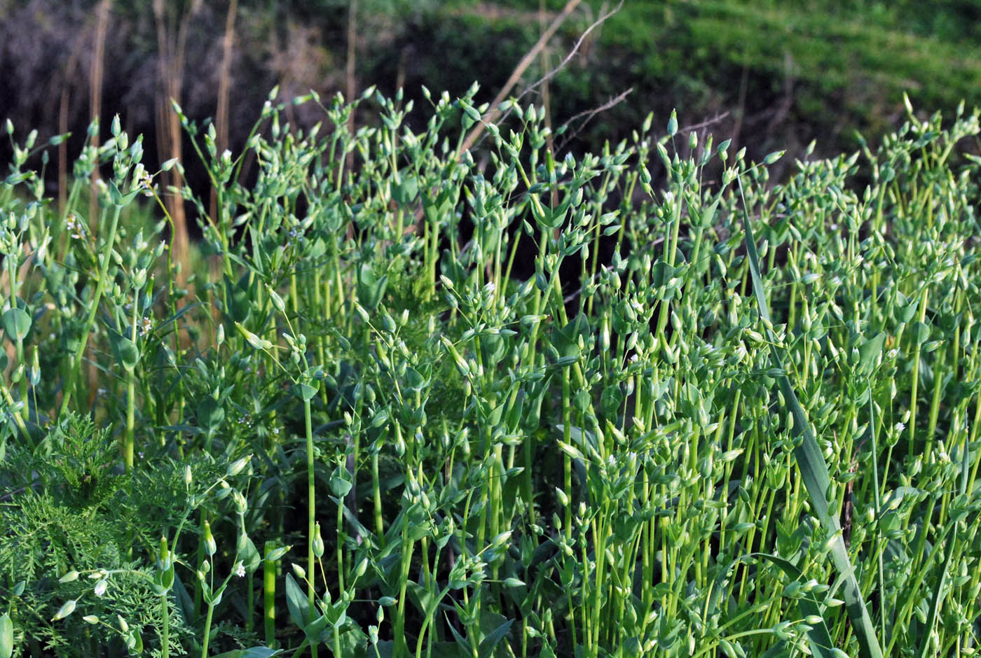 Изображение особи Cerastium perfoliatum.