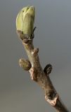 Juglans regia. Верхушка побега с раскрывающейся почкой. Германия, г. Кемпен, в городском саду. 24.04.2013.
