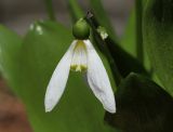 Galanthus platyphyllus