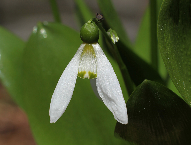 Изображение особи Galanthus platyphyllus.