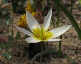 Tulipa orthopoda. Цветок. Москва, в культуре из низкогорий Каратау. 03.05.2013.