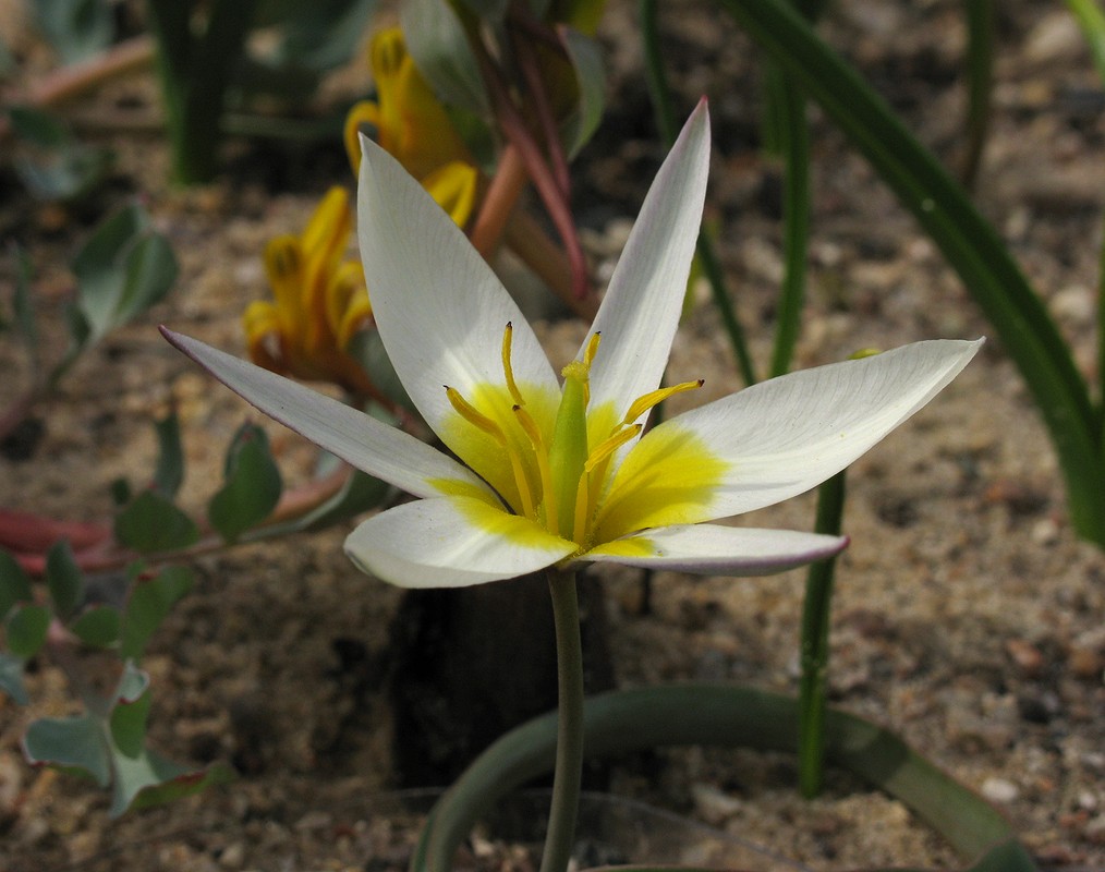 Image of Tulipa orthopoda specimen.