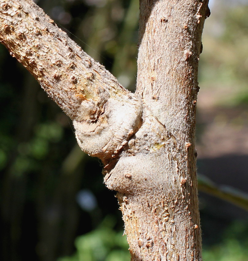 Image of Eriobotrya japonica specimen.